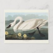オードボンホワイトスワン水鳥絵を描ズ ポストカード (正面)