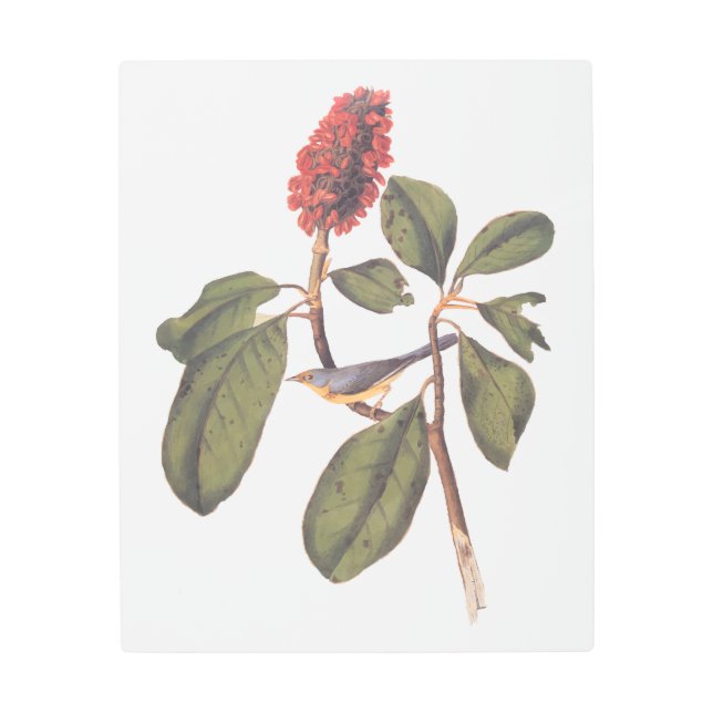 オードボンボナパルテフライキャッチャー松鳥とマグノリア メタルプリント (正面)