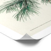 オードボンポスターによる小さな悲鳴フクロウ ポスター (角)