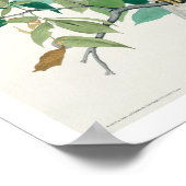 オードボンポスターによる広翼タカ ポスター (角)