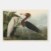 オードボンルイジアナヘロンバーズアメリカアート ラッピングペーパーシート (正面2)