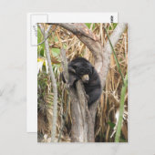 オードボン動物園 ポストカード (正面/裏面)