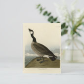 オードボン・バーズ・オブ・アメリカのガチョウ ポストカード (スタンド正面)