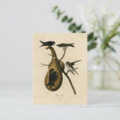 オードボン・バーズ・オブ・アメリカのパープル・マーティン ポストカード (スタンド正面)