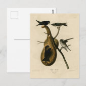 オードボン・バーズ・オブ・アメリカのパープル・マーティン ポストカード (正面/裏面)