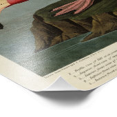 オードボン・バーズ・オブ・アメリカのフラミンゴ フォトプリント            (角)