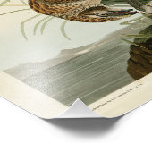 オードボン・バーズ・オブ・アメリカのマーシュ・ホーク フォトプリント            (角)