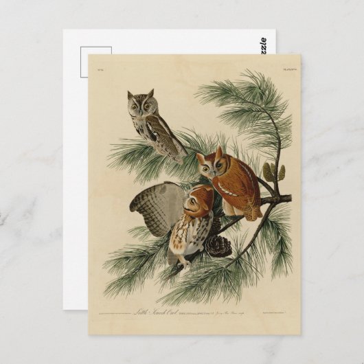 オードボン・バーズ・オブ・アメリカの小さな悲鳴フクロウ ポストカード (正面/裏面)