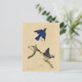 オードボン・バーズ・オブ・アメリカの東部ブルーバード ポストカード (スタンド正面)