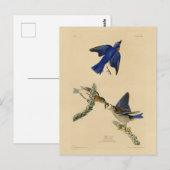 オードボン・バーズ・オブ・アメリカの東部ブルーバード ポストカード (正面/裏面)