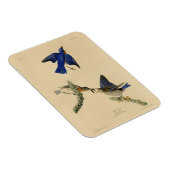 オードボン・バーズ・オブ・アメリカの東部ブルーバード マグネット (右側)