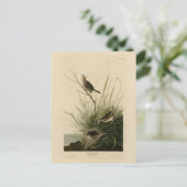 オードボン・バーズ・オブ・アメリカの鋭い尾のフィンチ ポストカード (スタンド正面)