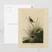 オードボン・バーズ・オブ・アメリカの鋭い尾のフィンチ ポストカード (正面/裏面)