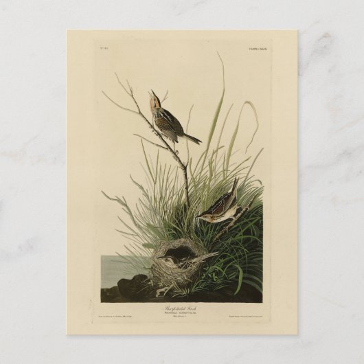 オードボン・バーズ・オブ・アメリカの鋭い尾のフィンチ ポストカード (正面)