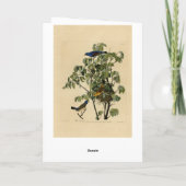 オードボン・バーズ・オブ・アメリカの青いグロズビーク カード (裏面)