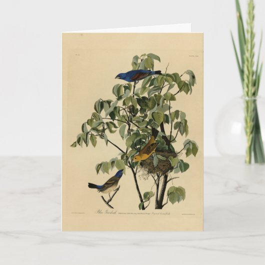 オードボン・バーズ・オブ・アメリカの青いグロズビーク カード (正面)