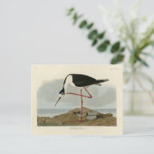 オードボン・バーズ・オブ・アメリカ産の長い脚をもつアボセット ポストカード (スタンド正面)