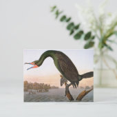 オードボン:二重クリステッド鵜 ポストカード (スタンド正面)