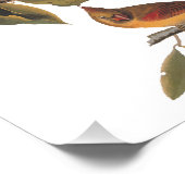 オードボン（鳥）ショウジョウコウカンチョウペアインワイルドアーモンドツリー フォトプリント            (角)