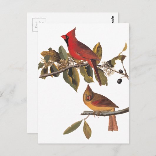 オードボン(鳥)ショウジョウコウカンチョウペアインワイルドアーモンドツリー ポストカード (正面/裏面)