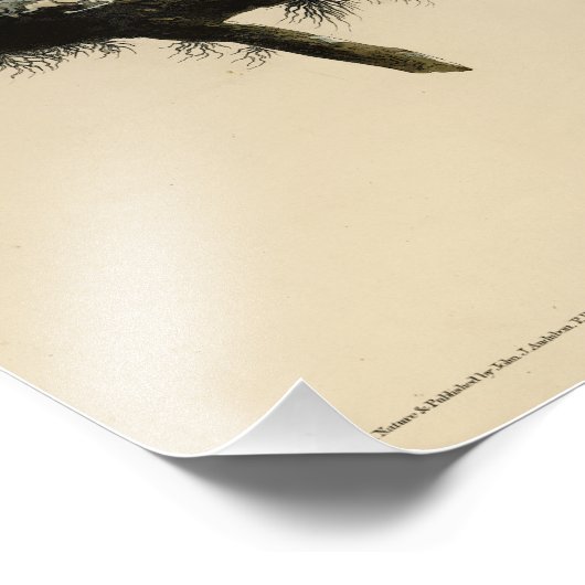 オードボ素晴らしンのアメリカの鳥から生まれた角型フクロウ フォトプリント            (角)