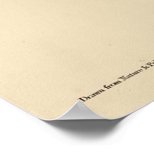 オードボ素晴らしンのアメリカの鳥から生まれた角型フクロウ ポスター (角)