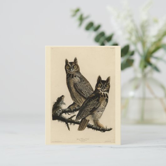 オードボ素晴らしンのアメリカの鳥から生まれた角型フクロウ ポストカード (スタンド正面)