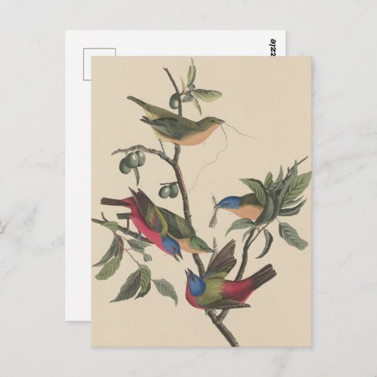 オードボ鮮やかン絵を描バンティン野生動物絵を描ズ ポストカード (正面/裏面)