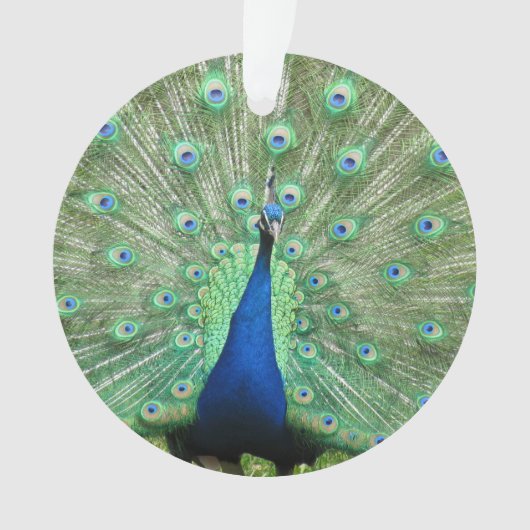 オーナメント – ピーコック (正面)