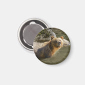 オーフォード川でワイルドグリズリーベア マグネット (正面/裏面)