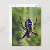 オーブウィーバースパイダーの写真 ポストカード (正面/裏面)