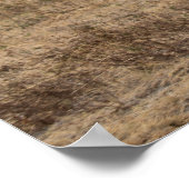 オープンプレーンズのアフリカのダチョウ ポスター (角)