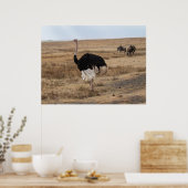 オープンプレーンズのアフリカのダチョウ ポスター (キッチン)