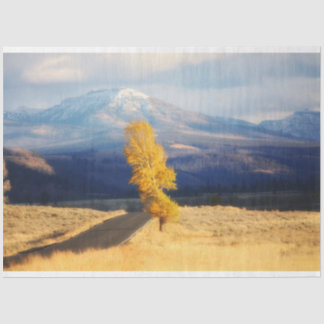 オープンロード 薄葉紙