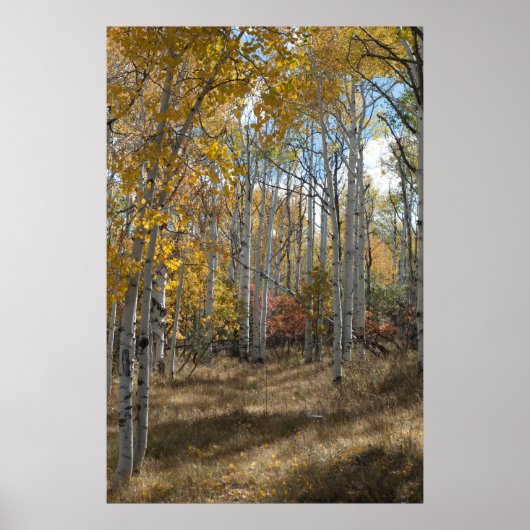 オープン・ウッズ ポスター (正面)