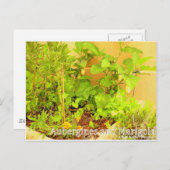 オーベルギネス&マリゴールド ポストカード (正面/裏面)