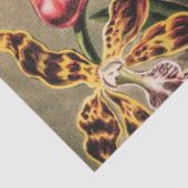 オーランズバイエルンストヘイケル 薄葉紙 (詳細)