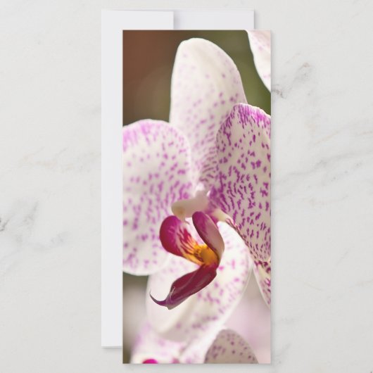 オーランズバイシャーリー・テイラー (正面)