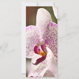 オーランズバイシャーリー・テイラー