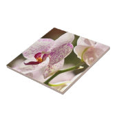 オーランズバイシャーリー・テイラー タイル (側面)