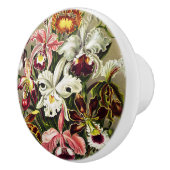 オーランズ，オーキデエデヌスブルメンエルンストハエッケル セラミックノブ (右)