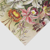 オーランズ,オーキデエデヌスブルメンエルンストハエッケル 薄葉紙 (詳細)