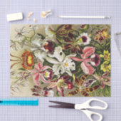 オーランズ,オーキデエデヌスブルメンエルンストハエッケル 薄葉紙 (クラフト)