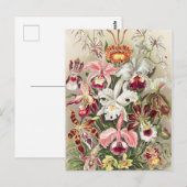 オーランズ、オーキデエ・デヌスブラムネバイエルンスト・ハエッケル ポストカード (正面/裏面)