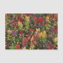 オーラ鮮やかンドフロリダ州の夏の花園