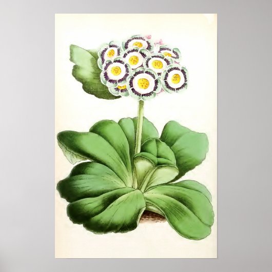 「オーリキュラジョンウォーターストン」ヴィンテージ花 ポスター (正面)