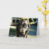 オールドおもしろいブラックパグ誕生日カード カード (黄色い花)