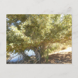 オールドアップルツリーブッシュ西オーストラリア葉書 シーズンポストカード