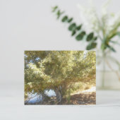 オールドアップルツリーブッシュ西オーストラリア葉書 シーズンポストカード (スタンド正面)