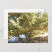 オールドアップルツリーブッシュ西オーストラリア葉書 シーズンポストカード (正面/裏面)